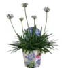 Agapanthus XL, In 24cm-pot -Groen Tuin Pro Verkoopwinkel agapanthus xl in 24cm pot 1000x1000 645385e05b20b l