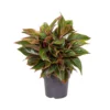 Aglaonema Jungle Red, In 19cm-pot -Groen Tuin Pro Verkoopwinkel aglaonema jungle red in 19cm pot 1000x1000 63bd2dbc4b126 l