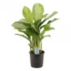 Aglaonema Silver Bay, In 17cm-pot -Groen Tuin Pro Verkoopwinkel aglaonema silver bay in 17cm pot 1610309946 l