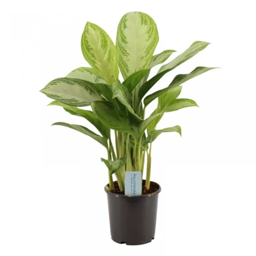 Aglaonema Silver Bay, In 17cm-pot -Groen Tuin Pro Verkoopwinkel aglaonema silver bay in 17cm pot 1610309946 l