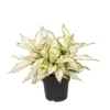 Aglaonema White Kiwi, In 19cm-pot -Groen Tuin Pro Verkoopwinkel aglaonema white kiwi in 19cm pot 1000x1000 63a46e0a3a7d7 l
