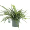Agloamorpha Jim, In 27cm-pot -Groen Tuin Pro Verkoopwinkel agloamorpha jim in 27cm pot 600x425 61fce470e44c7 l