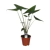Alocasia Zebrina, In 19cm-pot -Groen Tuin Pro Verkoopwinkel alocasia zebrina in 19cm pot 1000x1000 63a46d40e012f l