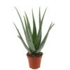 Aloë Vera, In 19cm-pot -Groen Tuin Pro Verkoopwinkel aloe vera in 19cm pot 1610310000 l
