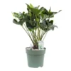 Anthurium Arrow, In 30cm-pot -Groen Tuin Pro Verkoopwinkel anthurium arrow in 30cm pot 600x425 61fce46f39876 l