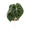 Anthurium Clarinervium, In 12cm-pot -Groen Tuin Pro Verkoopwinkel anthurium clarinervium in 12cm pot 800x802 625fc8caa0739 l