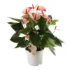 Anthurium Mistique, In 17cm-pot -Groen Tuin Pro Verkoopwinkel anthurium mistique in 17cm pot 1610982333 l
