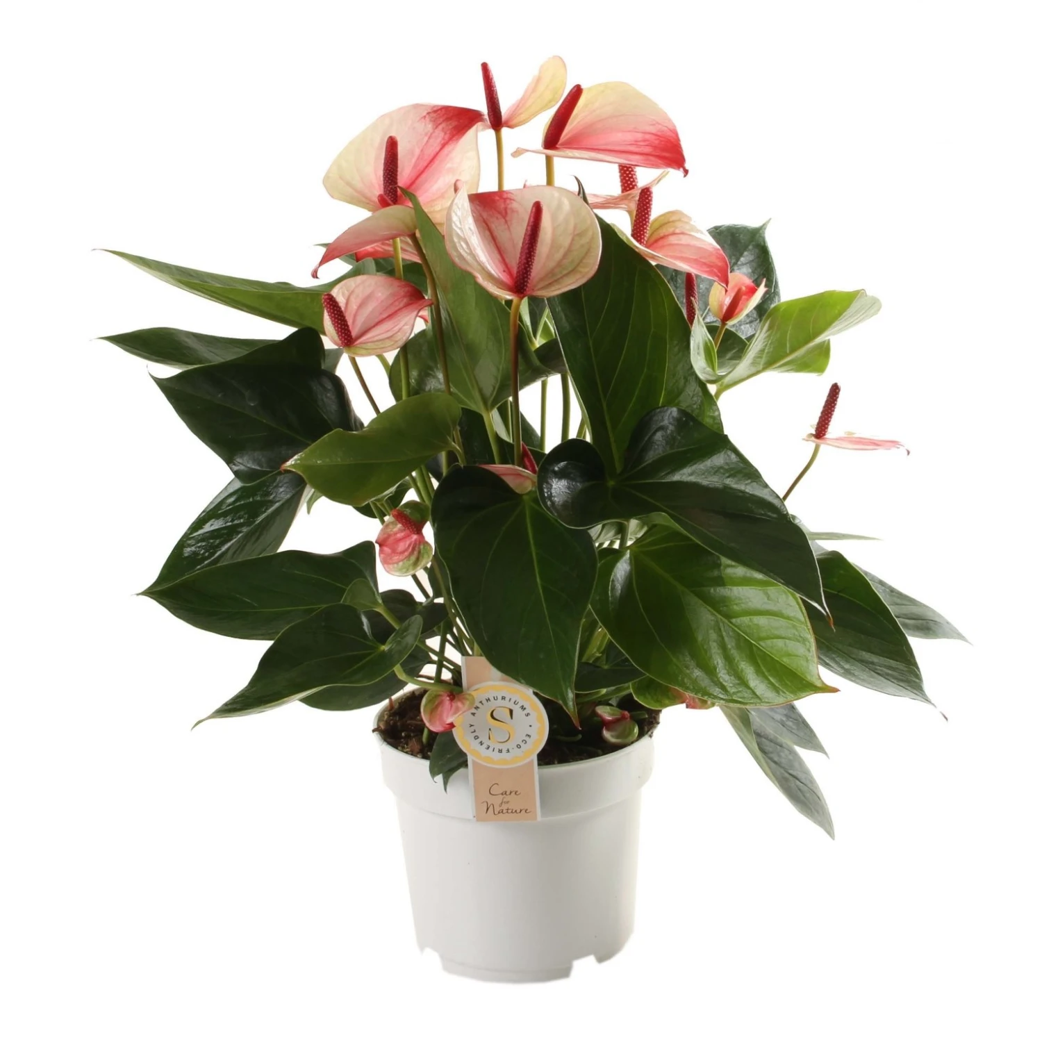 Anthurium Mistique, In 17cm-pot 3 Anthurium Mistique, In 17cm-pot