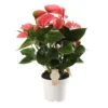 Anthurium Pink Champion, In 17cm-pot -Groen Tuin Pro Verkoopwinkel anthurium pink champion in 17cm pot 1610310010 l