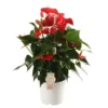 Anthurium Red Champion, In 17cm-pot -Groen Tuin Pro Verkoopwinkel anthurium red champion in 17cm pot 1610310005 l