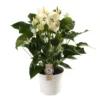 Anthurium White Champion, In 17cm-pot -Groen Tuin Pro Verkoopwinkel anthurium white champion in 17cm pot 1610310007 l