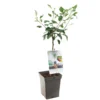 Appelboom (Malus Dom. Cox's Orange P. Patio), In Pot 1 Appelboom (Malus Dom. Cox's Orange P. Patio), In Pot -Groen Tuin Pro Verkoopwinkel appel malus dom cox s orange p patio 1500x1500 623c76e038656 l