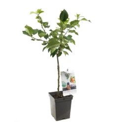 Appelboom (Malus Dom. Delcorf Patio), In Pot