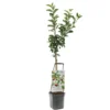 Appelboom (Malus Dom. Elstar Laagstam), In Pot -Groen Tuin Pro Verkoopwinkel appel malus dom elstar laagstam 1500x1500 623c7673b9e4b l