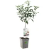 Appelboom (Malus Dom. Elstar Patio), In Pot 1 Appelboom (Malus Dom. Elstar Patio), In Pot -Groen Tuin Pro Verkoopwinkel appel malus dom elstar patio 1116x1116 623c76e1b09bb l