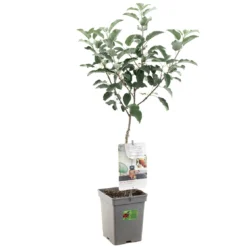 Appelboom (Malus Dom. Elstar Patio), In Pot