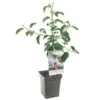 Appelboom (Malus Dom. Jonagold Patio), In Pot 2 Appelboom (Malus Dom. Jonagold Patio), In Pot -Groen Tuin Pro Verkoopwinkel appel malus dom jonagold patio 1272x1272 623c76e329b03 l