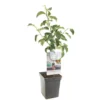 Appelboom (Malus Dom. Rode Boskoop Patio), In Pot 2 Appelboom (Malus Dom. Rode Boskoop Patio), In Pot -Groen Tuin Pro Verkoopwinkel appel malus dom rode boskoop patio 1322x1322 623c76e3e7462 l