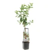 Appelboom Wonder Tree Delcorf -Groen Tuin Pro Verkoopwinkel appelboom wonder tree delcorf 1500x1500 624ecdbba8642 l