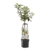 Appelboom Wonder Tree Santana -Groen Tuin Pro Verkoopwinkel appelboom wonder tree santana 1500x1500 624ece981098b l