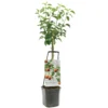 Appelboom Wonder Tree Topaz -Groen Tuin Pro Verkoopwinkel appelboom wonder tree topaz 1500x1500 624ed209e86d2 l