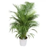 Areca Palm, In 24cm-pot 120cm Hoog -Groen Tuin Pro Verkoopwinkel areca palm 120cm hoog in 24cm pot 1000x1000 63a43e96eaaa8 l