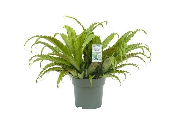 Asplenium Osaka, In 30cm-pot 3 Asplenium Osaka, In 30cm-pot
