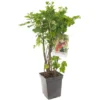 Bessenstruik Kwartet (Ribes Quatro-bes - Draagbeugel), In Pot -Groen Tuin Pro Verkoopwinkel bessen ribes quatro bes draagbeugel 1378x1378 623c768fd00a0 l