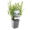 Blauwe Bessenstruik (Vaccinium Corymbosum Jorma), In Pot -Groen Tuin Pro Verkoopwinkel blauwe bes vaccinium corymbosum jorma 1500x1500 623c76fb72659 l