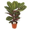 Calathea 'Medallion', In 19cm-pot -Groen Tuin Pro Verkoopwinkel calathea medallion in 19cm pot 1536x1536 63b40b227c8ac l