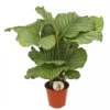 Calathea 'Orbifolia', In 19cm-pot 1 Calathea 'Orbifolia', In 19cm-pot -Groen Tuin Pro Verkoopwinkel calathea orbifolia in 19cm pot 1536x1536 63b40b592e3d2 l