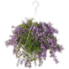 Campanula Addenda, In 27cm-hangpot -Groen Tuin Pro Verkoopwinkel campanula addenda in 27cm hangpot 1000x1000 625ecc0a4bfff l