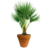 Chamaerops Palm 90cm Hoog, In 24cm-pot -Groen Tuin Pro Verkoopwinkel chamaerops palm 90cm hoog in 24cm pot 1000x1000 625410ac5d8c3 l