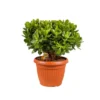 Crassula Magical Tree, In 25cm-pot 2 Crassula Magical Tree, In 25cm-pot -Groen Tuin Pro Verkoopwinkel crassula magical tree in 25cm pot 1000x1000 63a47655f2e64 l