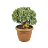 Crassula Undilatifolia, In 25cm-pot -Groen Tuin Pro Verkoopwinkel crassula undilatifolia in 25cm pot 1000x1000 63a476c70884b l