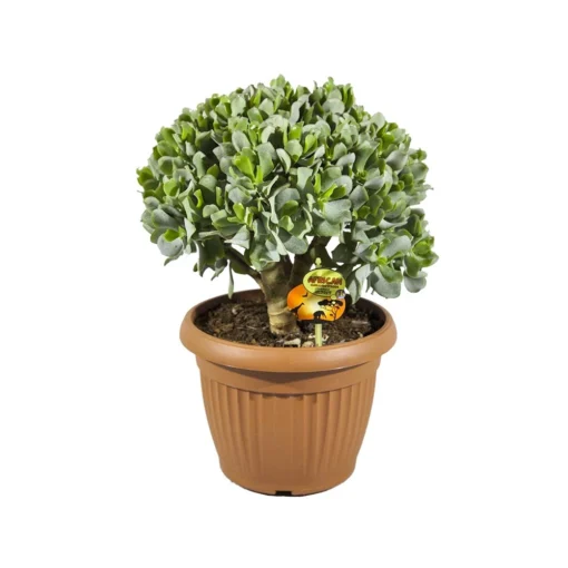 Crassula Undilatifolia, In 25cm-pot -Groen Tuin Pro Verkoopwinkel crassula undilatifolia in 25cm pot 1000x1000 63a476c70884b l
