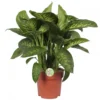 Dieffenbachia 'Reeva', In 24cm-pot 75cm Hoog -Groen Tuin Pro Verkoopwinkel dieffenbachia reeva 75cm hoog in 24cm pot 1610309952 l