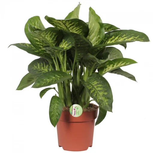 Dieffenbachia 'Reeva', In 24cm-pot 75cm Hoog -Groen Tuin Pro Verkoopwinkel dieffenbachia reeva 75cm hoog in 24cm pot 1610309952 l