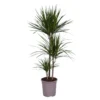 Dracaena Marginata, In 24cm-pot 130cm Hoog -Groen Tuin Pro Verkoopwinkel dracaena marginata 130cm hoog in 24cm pot 1612370336 l