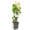 Druivenstruik (Vitis Vin. Muscat Blue - Draagbeuge), In Pot -Groen Tuin Pro Verkoopwinkel druif vitis vin muscat blue draagbeuge 1500x1500 623c769f16dee l