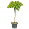 Druivenboom, In 45 Liter-pot 1 Druivenboom, In 45 Liter-pot -Groen Tuin Pro Verkoopwinkel druivenboom in 45 liter pot 1000x1000 625410af02b97 l