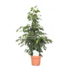 Ficus Benjamina Daniëlle, In 27cm-pot 140cm Hoog -Groen Tuin Pro Verkoopwinkel ficus benjamina danielle 140cm hoog in 27cm pot 1610309993 l