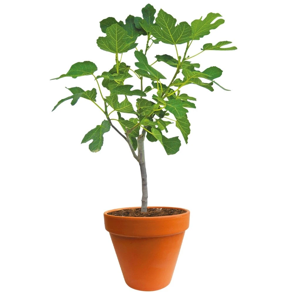 Ficus Carica 150-170 Hoog, In 27cm-pot 3 Ficus Carica 150-170 Hoog, In 27cm-pot