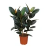 Ficus Elastica 'Robusta', In 27cm-pot 100cm Hoog 2 Ficus Elastica 'Robusta', In 27cm-pot 100cm Hoog -Groen Tuin Pro Verkoopwinkel ficus elastica robusta in 27cm pot 100cm hoog 1000x1000 63bebe13982d0 l