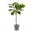 Ficus Lyrata, In 27cm-pot 1 Ficus Lyrata, In 27cm-pot -Groen Tuin Pro Verkoopwinkel ficus lyrata in 27cm pot 600x491 61fce46fe2852 l