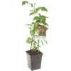 Frambozenstruik (Rubus Id. Malling Promise - Draagbe), In Pot -Groen Tuin Pro Verkoopwinkel framboos rubus id malling promise draagbe 1500x1500 623c76a705fb2 l