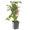 Frambozenstruik (Rubus Id. Quatro-framboos), In Pot -Groen Tuin Pro Verkoopwinkel frambozenstruik rubus id quatro framboos in pot 1500x1500 6454ff8b9691a l