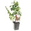 Fruit Kwartet (Ribes / Rubus Fruit Kwartet - Draag), In Pot 2 Fruit Kwartet (Ribes / Rubus Fruit Kwartet - Draag), In Pot -Groen Tuin Pro Verkoopwinkel fruit kwartet ribes rubus fruit kwartet draag 1500x1500 623c768ec3eff l