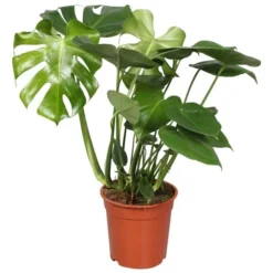 Gatenplant (Monstera Deliciosa), In 21cm-pot