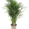 Goudpalm (Dypsis Lutescens), In 24cm-pot 120cm Hoog